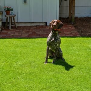 How Long to Keep Dogs off New Sod
