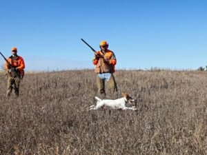 How to Hunt Quail Without a Dog: Expert Tips & Tricks