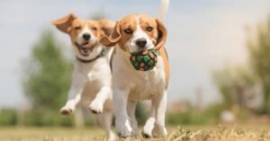 Read more about the article How Long After Mucus Plug Does Labor Start in Dogs: Essential Guide 2024