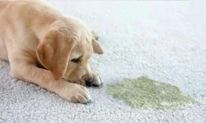 Read more about the article How to Eliminate Dog Odor in Carpet: Quick & Effective Tips