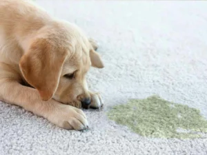 How to Eliminate Dog Odor in Carpet: Quick & Effective Tips
