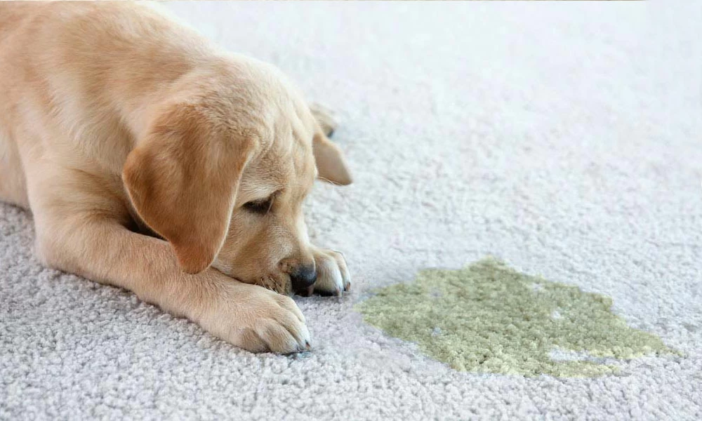 You are currently viewing How to Eliminate Dog Odor in Carpet: Quick & Effective Tips