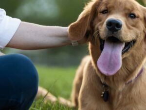 How to Prevent Mats behind Dogs Ears: Expert Tips and Tricks