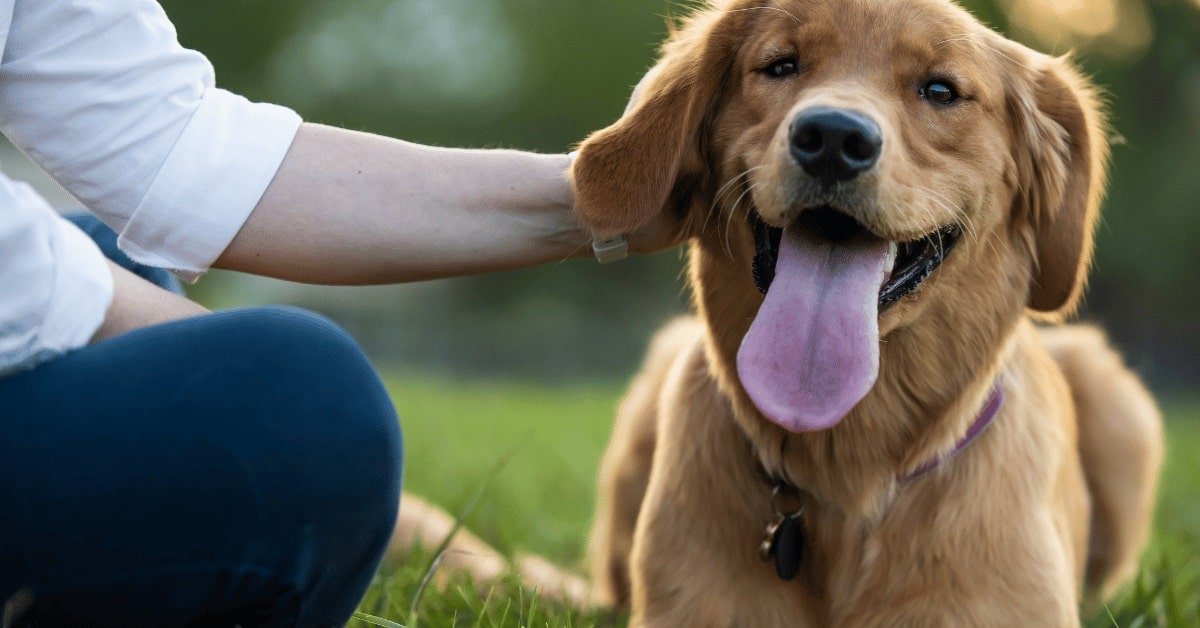 You are currently viewing How to Prevent Mats behind Dogs Ears: Expert Tips and Tricks