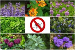 What Plants Keep Mosquitoes Away And Are Safe for Dogs
