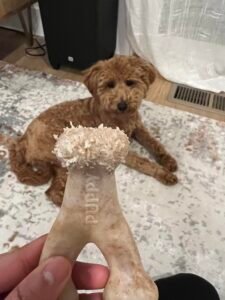 Read more about the article Are Nylon Chew Toys Safe for Dogs?: Vet Insights Revealed
