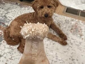Are Nylon Chew Toys Safe for Dogs?: Vet Insights Revealed