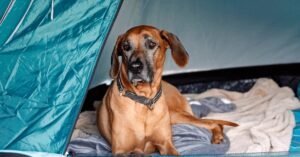 Read more about the article How to Keep Dog Warm While Camping: Essential Tips and Tricks