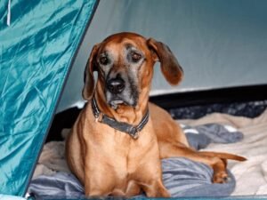 How to Keep Dog Warm While Camping: Essential Tips and Tricks