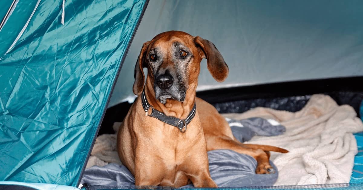 You are currently viewing How to Keep Dog Warm While Camping: Essential Tips and Tricks