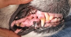 Read more about the article How Long Does Dog Tooth Extraction Take: Quick Guide for Pet Owners