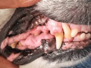 How Long Does Dog Tooth Extraction Take: Quick Guide for Pet Owners