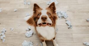 Read more about the article Does My Dog Have Separation Anxiety Quiz: Find Out Now!