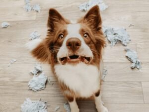 Does My Dog Have Separation Anxiety Quiz: Find Out Now!