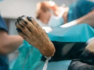 How Long Does Dog Surgery Take? Expert Insights & Timelines