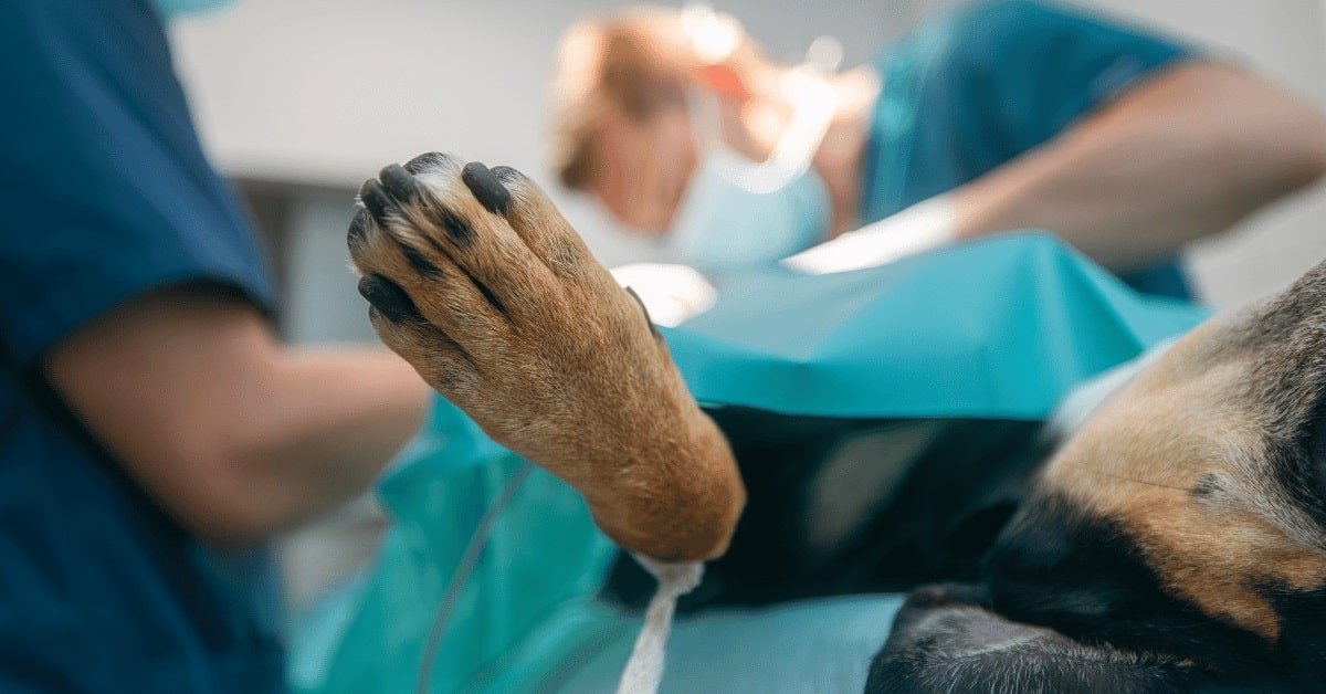 You are currently viewing How Long Does Dog Surgery Take? Expert Insights & Timelines