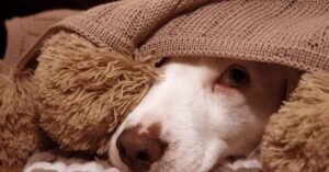 Read more about the article Does Dog Daycare Help With Separation Anxiety: Expert Insights
