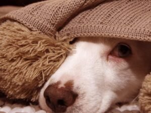 Does Dog Daycare Help With Separation Anxiety: Expert Insights