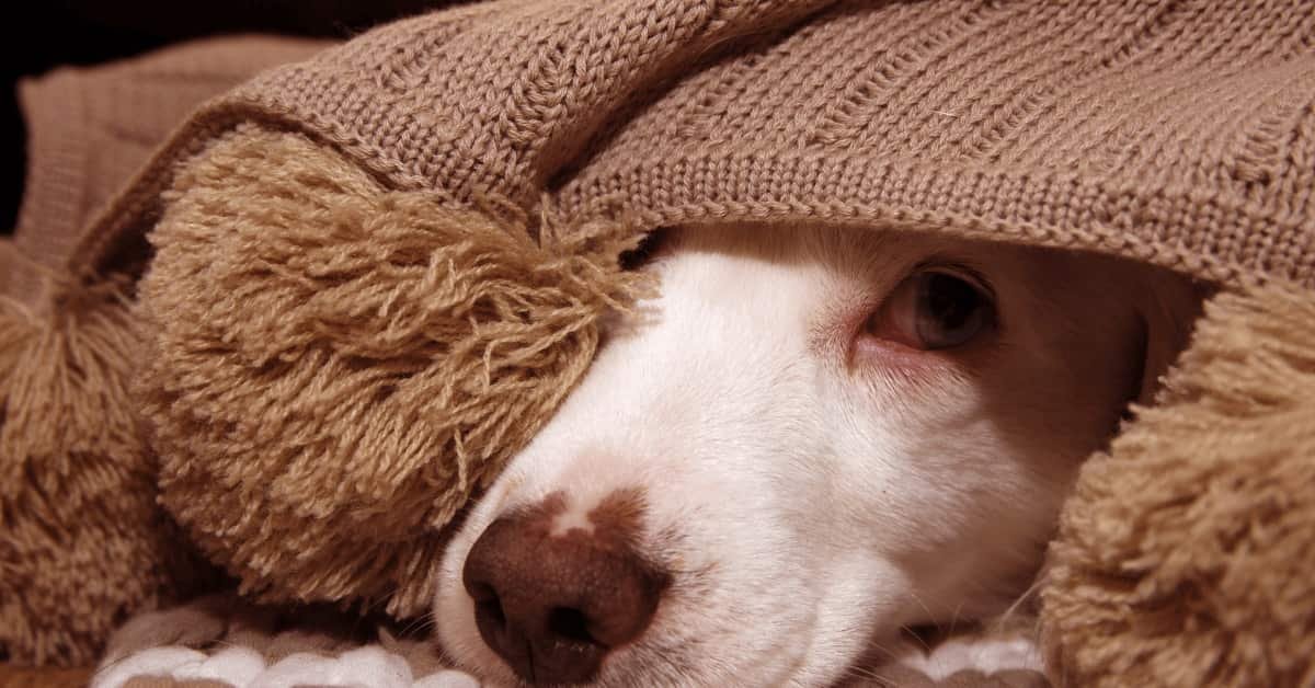 You are currently viewing Does Dog Daycare Help With Separation Anxiety: Expert Insights
