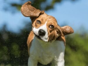 Is Shaking a Can With Coins Bad for Dogs?: Expert Insights