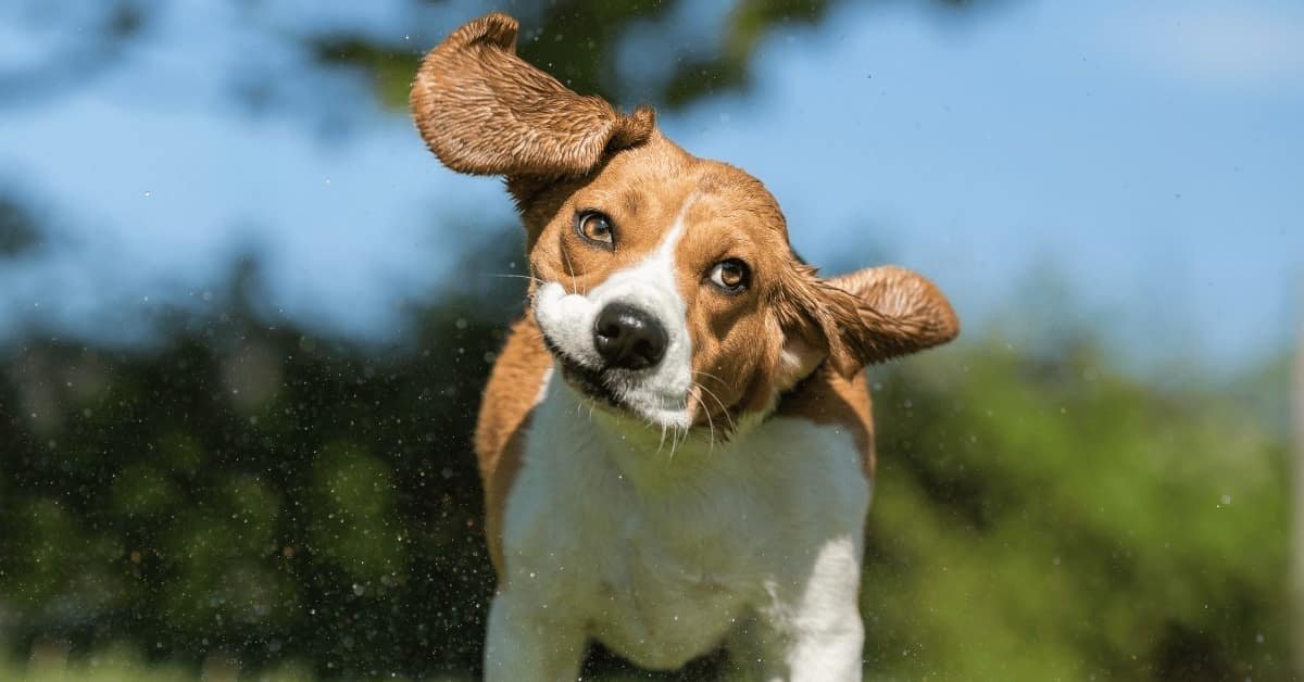 You are currently viewing Is Shaking a Can With Coins Bad for Dogs?: Expert Insights