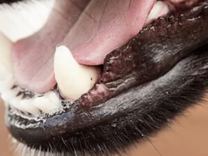 How to Fix a Dogs Broken Jaw at Home: Essential Guide