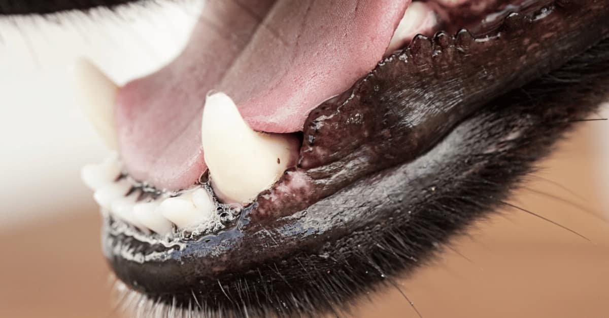 You are currently viewing How to Fix a Dogs Broken Jaw at Home: Essential Guide