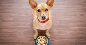 Read more about the article How Much Does a Dog Nutritionist Cost? Uncover the True Price!