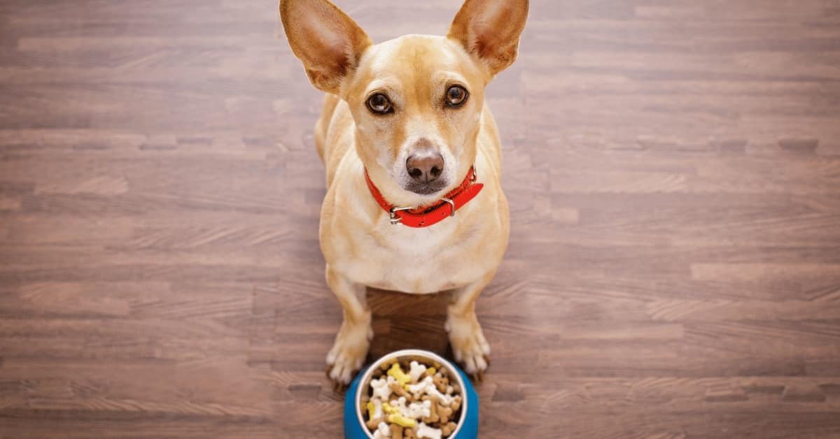 You are currently viewing How Much Does a Dog Nutritionist Cost? Uncover the True Price!