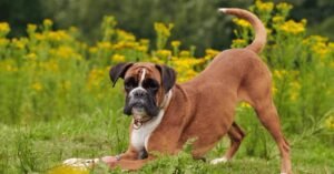 Read more about the article Why Do Older Dogs Lose Weight?: Uncovering Hidden Causes