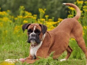 Why Do Older Dogs Lose Weight?: Uncovering Hidden Causes