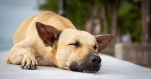 Read more about the article How Long are Dogs in Pain After Neutering: What to Expect 2024