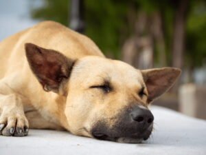 Is My Dog in Pain Quiz: Discover Your Pet’s Health Now