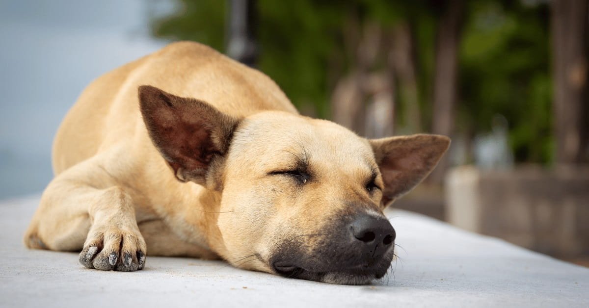 You are currently viewing How Long are Dogs in Pain After Neutering: What to Expect 2024