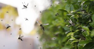 Read more about the article What Plants Keep Mosquitoes Away And are Safe for Dogs: Top Choices 2024