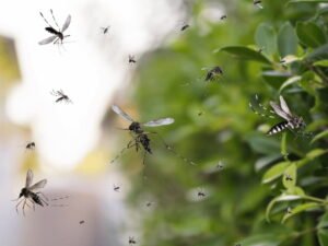 What Plants Keep Mosquitoes Away And are Safe for Dogs: Top Choices 2024