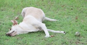Read more about the article How Long to Keep Dogs off New Sod: Expert Tips & Timeline