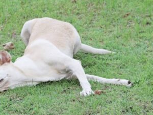 How Long to Keep Dogs off New Sod: Expert Tips & Timeline