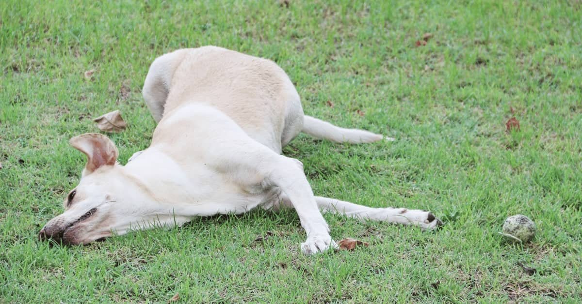 You are currently viewing How Long to Keep Dogs off New Sod: Expert Tips & Timeline