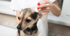 Read more about the article Is Magnesium Spray Safe for Dogs: Essential Insights