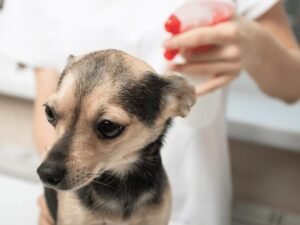Is Magnesium Spray Safe for Dogs: Essential Insights