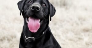 Read more about the article Do Dogs Shed More When in Heat? Uncover the Surprising Truth