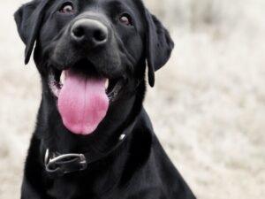 Do Dogs Shed More When in Heat? Uncover the Surprising Truth