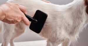 Read more about the article How to Keep Dog Hair from Going down the Drain: Easy Tips