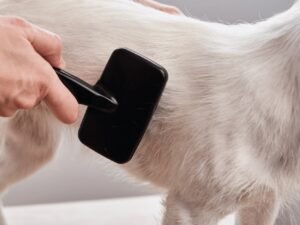 How to Keep Dog Hair from Going down the Drain: Easy Tips