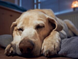 How to Help a Dog Sleep Through the Night: Expert Tips