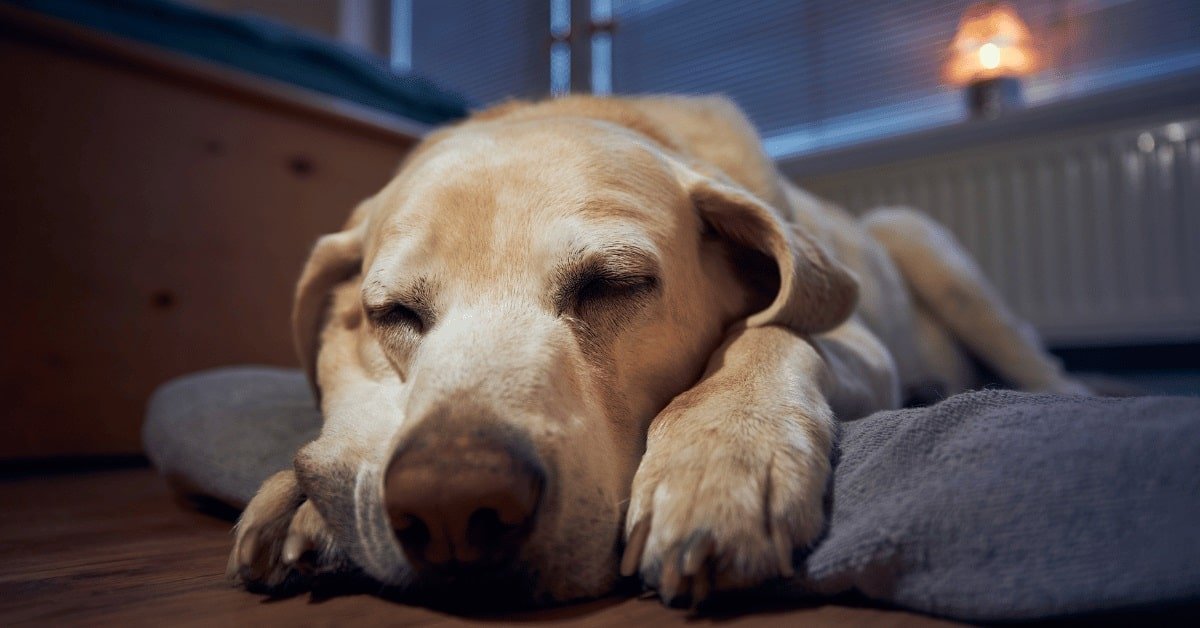 You are currently viewing How to Help a Dog Sleep Through the Night: Expert Tips