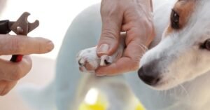 Read more about the article How to Treat Cut on Dog Paw: Expert Tips for Quick Healing