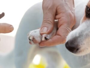 How to Treat Cut on Dog Paw: Expert Tips for Quick Healing
