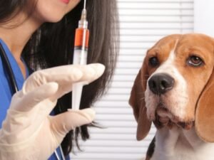 Can Dogs Still Get Rabies If Vaccinated?: Unveiling the Truth